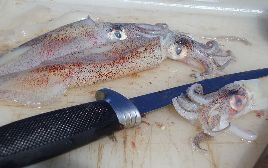 calamaro innesco pesca tanuta bolentino