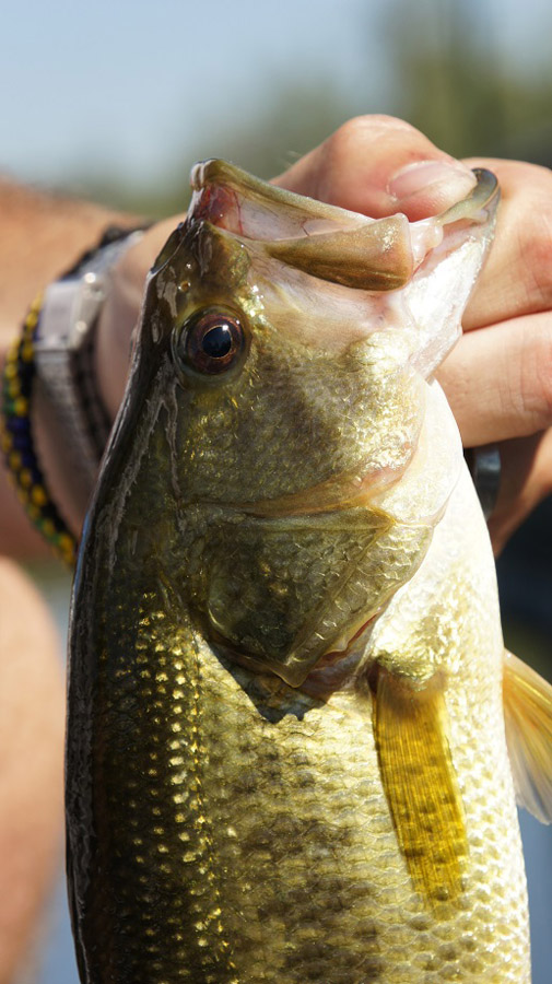 Pescare-blackbass-pitching-flipping