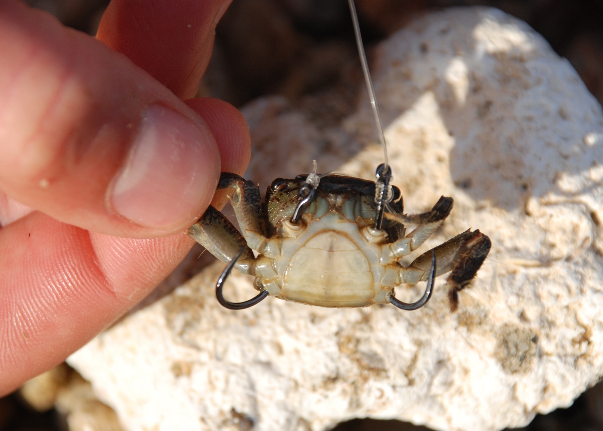 GRANCHIO ESCA DA PESCA PER ORATE