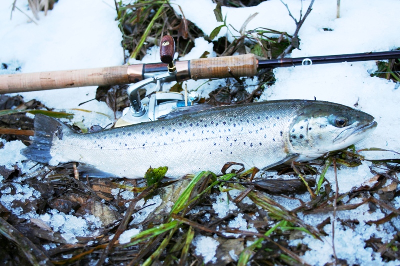 Salmo trutta lacustris