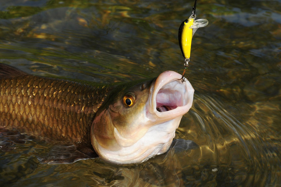 Cavedano-pesca-spinning-minnow