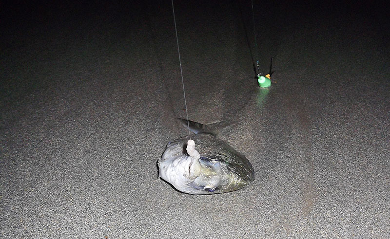 Surfcasting invernale dalle spiagge profonde