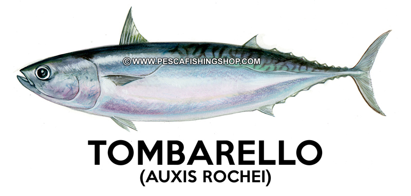 Tombarello-(-Auxis-rochei-rochei-e-Auxis-thazard-thazard