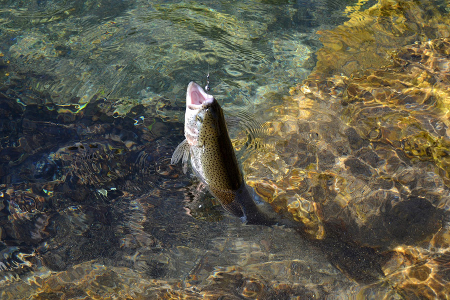 trota-iridea-pescata-spinning