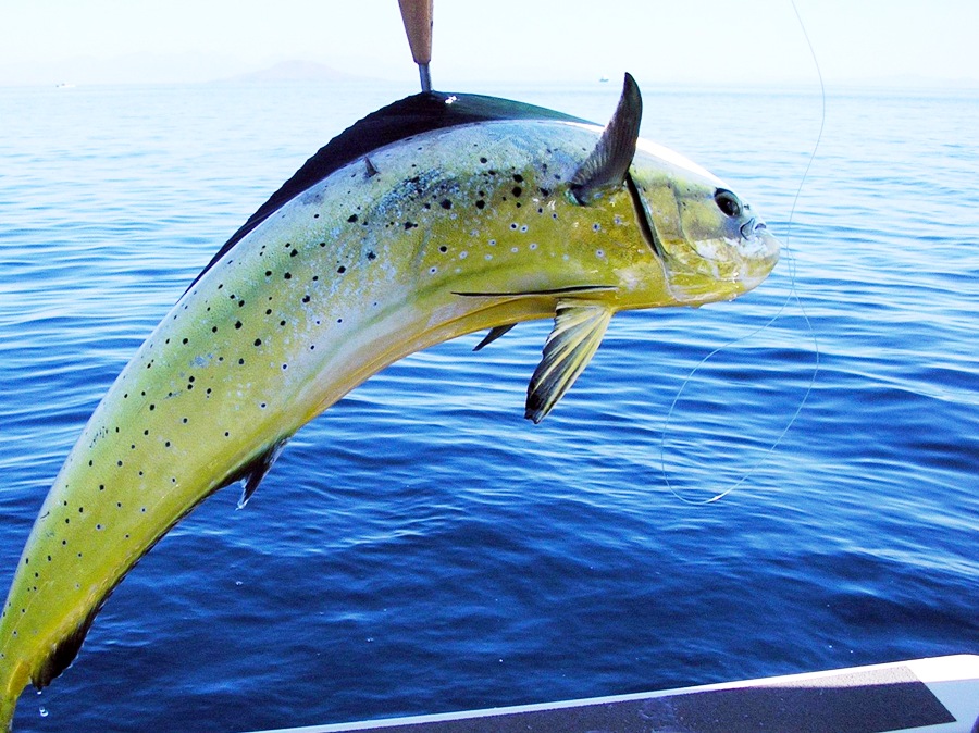 pesca traina pesce pescato