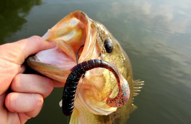 pescare il blackbass da riva