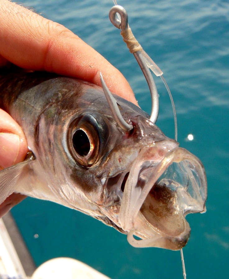 innesco esca viva pesca in mare alla leccia amia