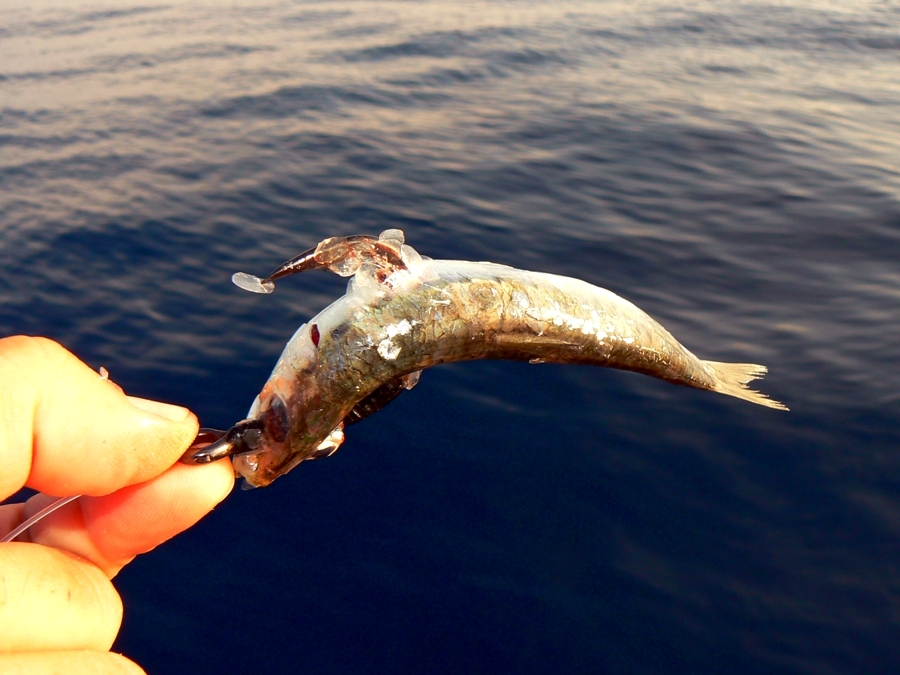 innesco sardina per pescare la leccia 
