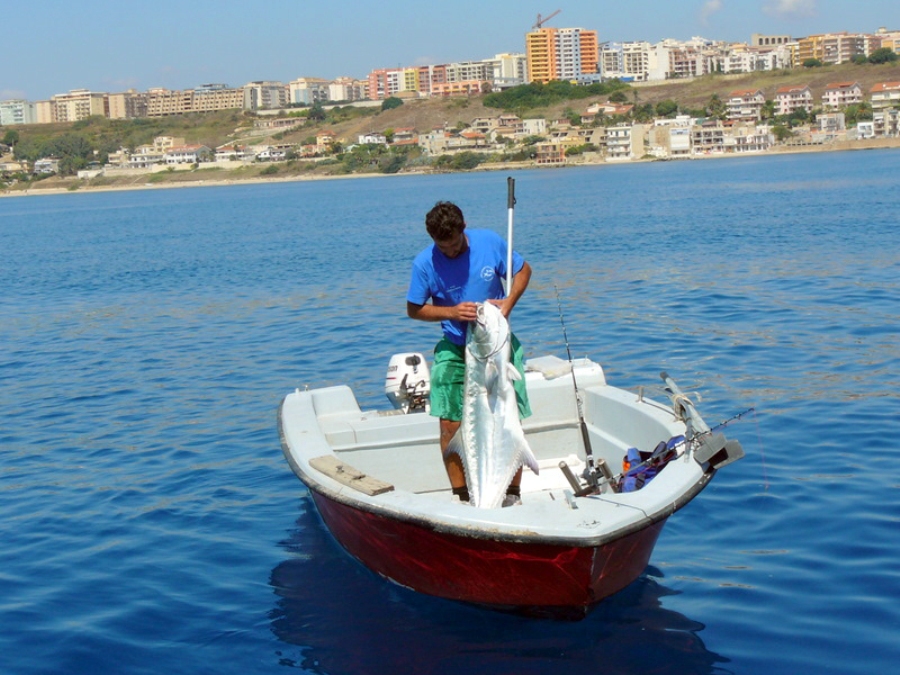 Leccia amia pescata a drifting dalla barca